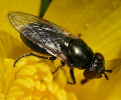 Lejogaster metallina