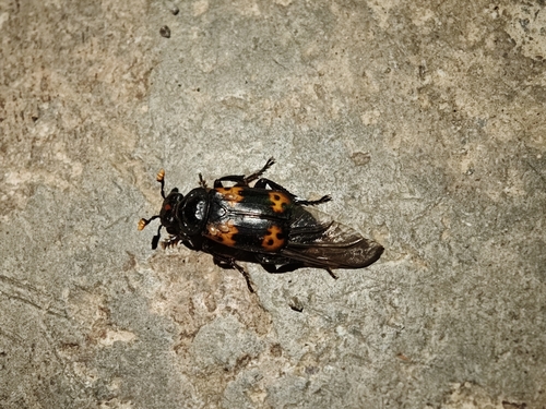 Nicrophorus nepalensis