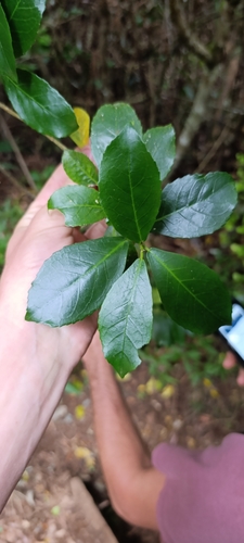 Acalypha spiciflora observed 2025-07-02