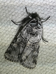 Sympistis chionanthi