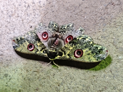 Rinaca anna