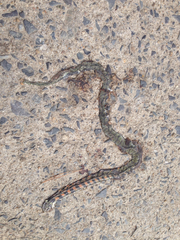 Rhabdophis tigrinus tigrinus