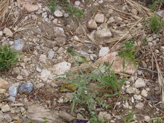 Galactites tomentosus