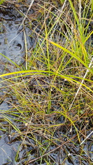 Eleocharis nitida