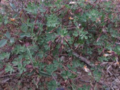 Lotus longisiliquosus
