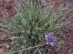 Bituminaria bituminosa