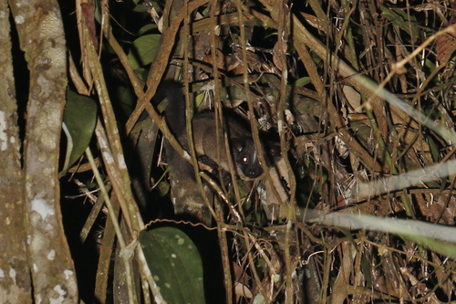 Small-toothed Palm Civet