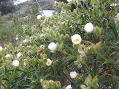 Cistus monspeliensis