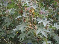 Ricinus communis