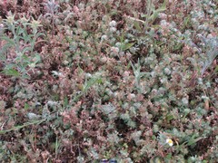 Andryala integrifolia