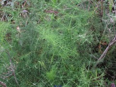 Foeniculum vulgare