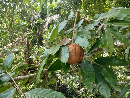 Carapa guianensis, photograph 3