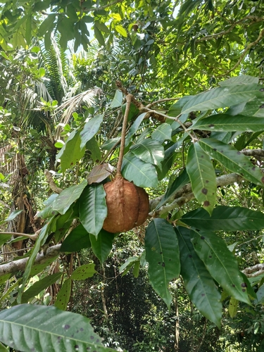 Carapa guianensis, photograph 4