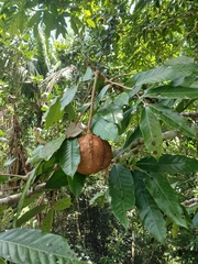 Carapa guianensis, photograph (c) Mario Guzmán, some rights reserved (CC BY)
