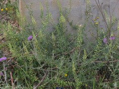 Reseda lutea
