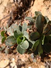 Limonium multiflorum