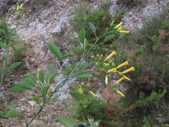 Nicotiana glauca