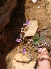 Limonium multiflorum