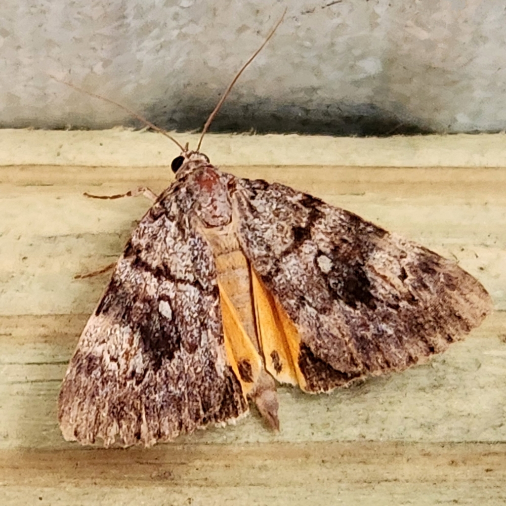 Catocala pinicola