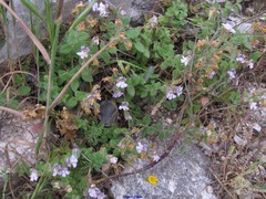 Chaenorhinum origanifolium crassifolium