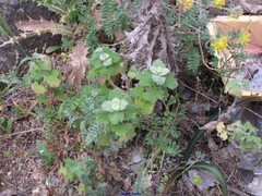 Pseudodictamnus hirsutus