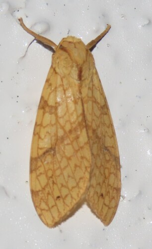 Santa Ana Tussock Moth photo 4