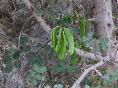 Ceratonia siliqua