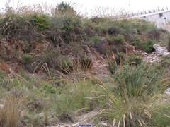 Macrochloa tenacissima