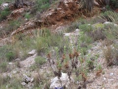 Carthamus arborescens