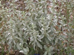 Mercurialis tomentosa