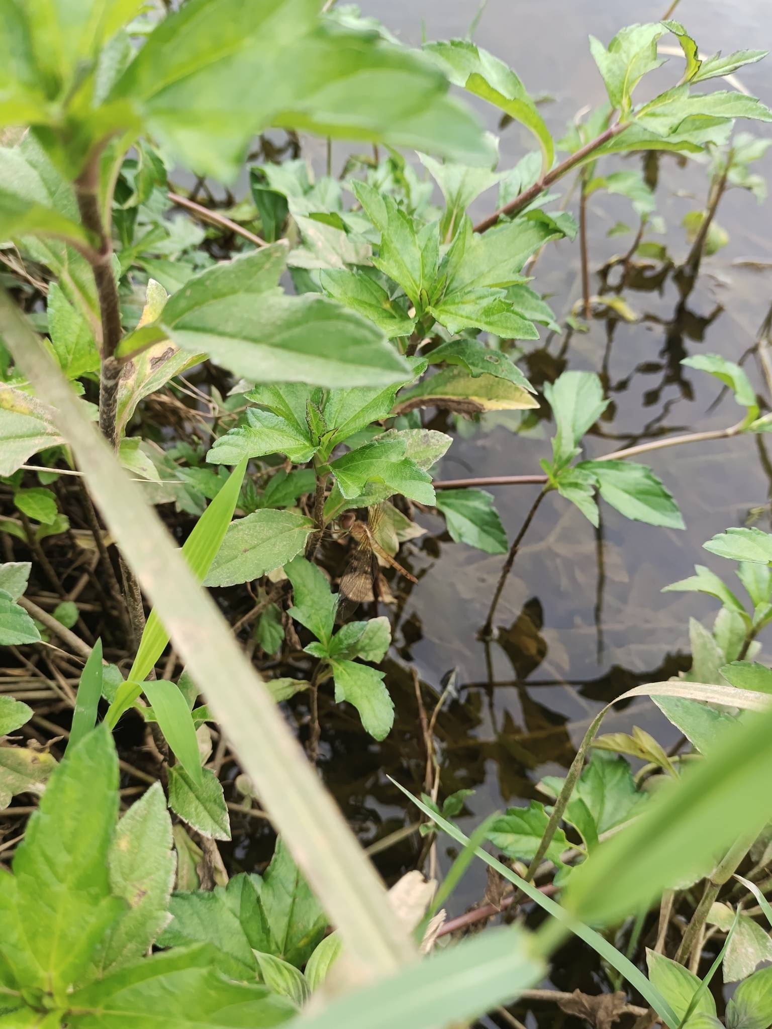 Coral-Tailed Cloudwing