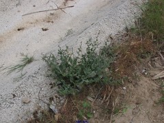 Cynoglossum creticum
