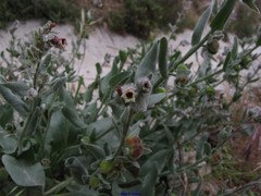 Cynoglossum creticum