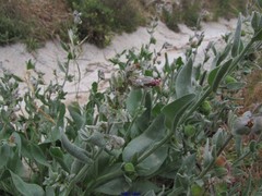 Cynoglossum creticum