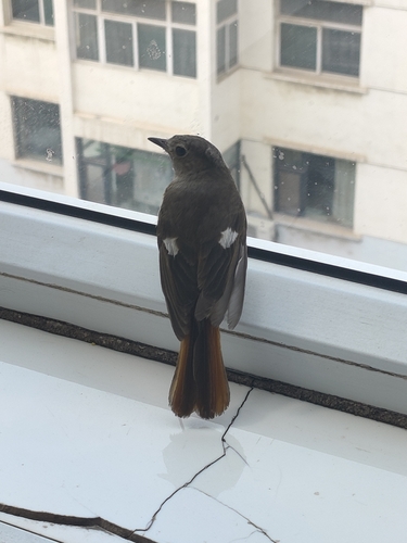 Daurian Redstart