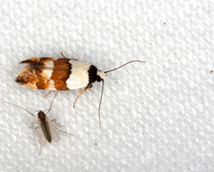 Euphiltra eroticella