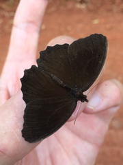 Praepedaliodes phanias