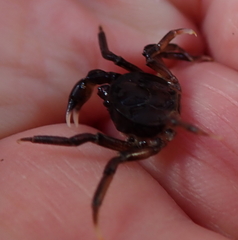 Halicarcinus