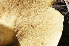 Suillus occidentalis