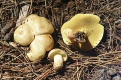 Suillus occidentalis