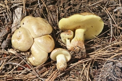 Suillus occidentalis