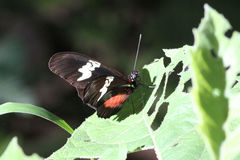 Heliconius hortense