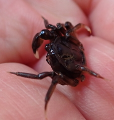 Halicarcinus