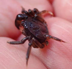Halicarcinus