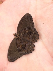 Praepedaliodes phanias