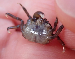 Halicarcinus