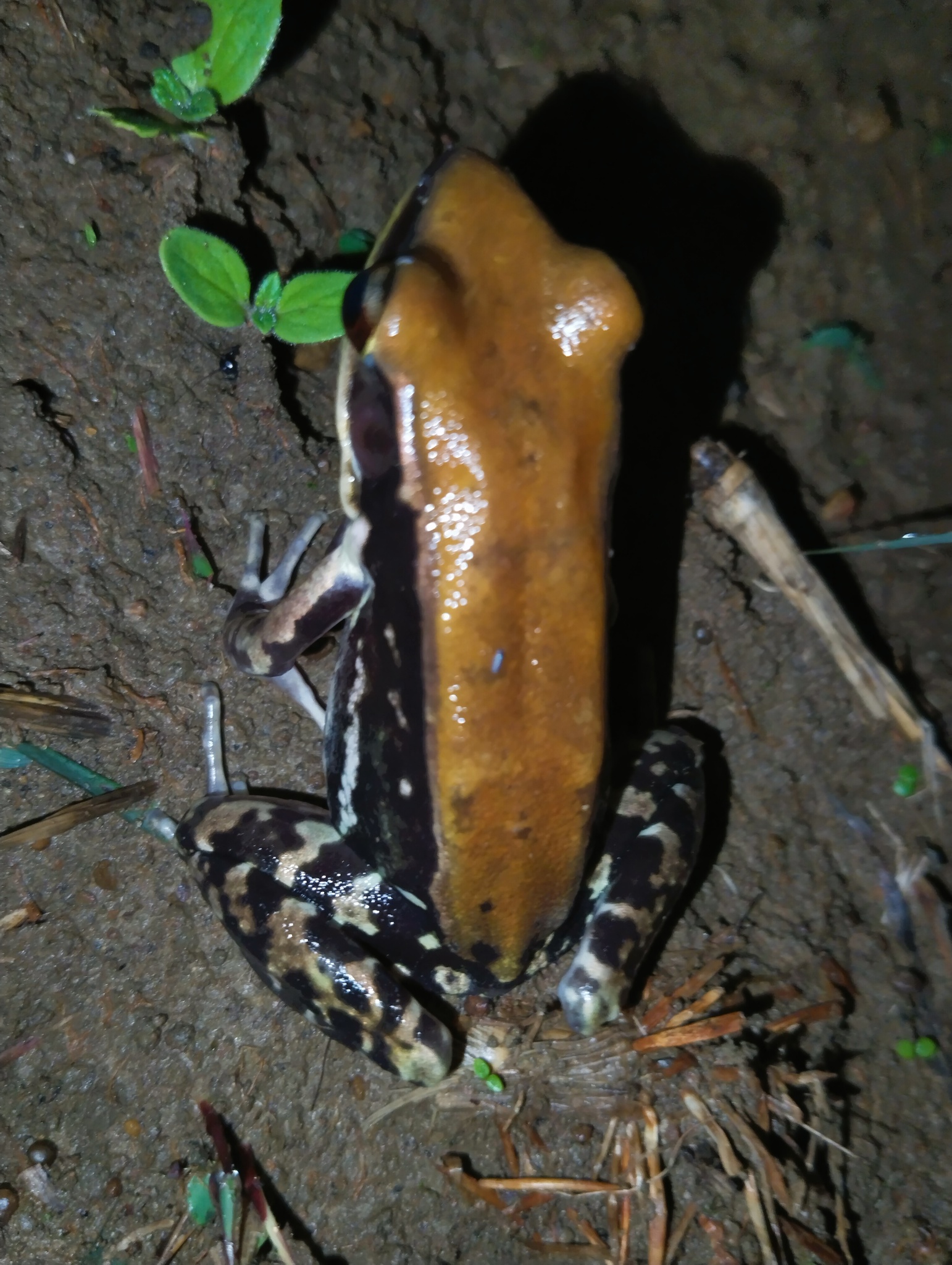 Wide-Range Fungoid Frog