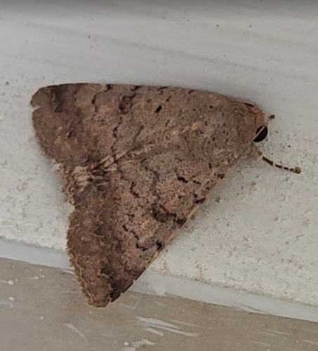 Moth