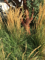 Calamagrostis × acutiflora