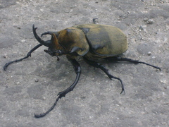 Megasoma elephas